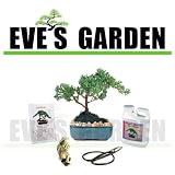 Amazon Special Bonsai Tree Gift Kit - 6 Year Old Japanese Juniper in a 6 inch Ceramic Container, Bonsai Master Fertilizer, Small Clipper, Figurine, Bonsai Care & Instruction Guide, Decorated & Gift Wrapped - Grown by Eves Garden