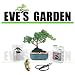 Amazon Special Bonsai Tree Gift Kit - 6 Year Old Japanese Juniper in a 6 inch Ceramic Container, Bon
