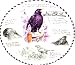 Wedgwood Eric Robson Birdwatcher