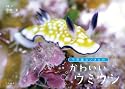 かわいいウミウシ