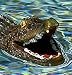 Swimming Alligator Reptile Floater