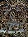 Michelangelo Buonarroti (The recent court, fresco on the altar wall of the Sistine ch...