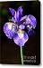 Purple Iris Canvas Print / Canvas Art - Artist Adam Romanowicz