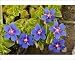 Photographic Prints of Scarlet Pimpernel blue form from Ardea Wildlife Pets