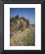 flail hedge cutter