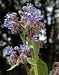 Photographic Prints of Borage in flower from Ros Drinkwater