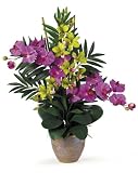 Double Phal / Dendrobium - B001DQH4BS