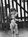 2 1/2 Year Old Sandy Nickerson Playing with His New Puppy Photographic Poster Print by Ralph Crane, 12x16