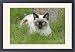 Framed Prints of Siamese Cat, female portrait lying in grass among flowers from Ardea Wildlife Pets