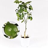 国華園 実つき レモン 接木3年生 【限定５０株】