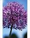 Photographic Prints of Allium Gladiator flower which produces a from AWL Discover Images