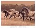 Appaloosa Run Photography Art Poster Print by Robert Dawson, 17x14