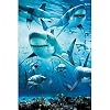 Shark Infested Poster Art Print Poster - 24x36