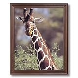 African Giraffe Bird Close Up Animal Wildlife Home Decor Wall Picture Cherry Framed Art Print