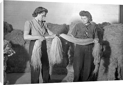 Canvas Prints of Flax Harvest from Country Life 