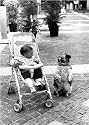 Posters: Gerd Pfeiffer - Dog entertaining a child in a stroller Art Print (42 x 30 cm)
