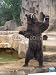 Wallmonkeys Peel and Stick Wall Decals - Bear - Removable Graphic