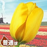 国華園　チューリップ球根　普通球　黄　100球