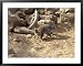 Blanfords Fox, S. Negev, Israel Framed Art Poster Print by Eyal Bartov, 39x31