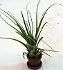 Mauve Sky Air Plant