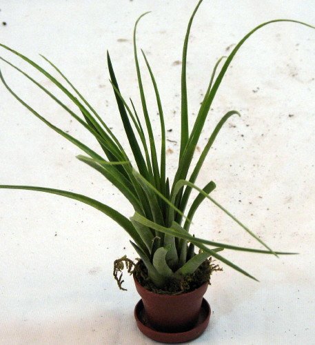 Mauve Sky Air Plant