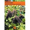 Holunder: Mythos, Heilwirkungen und Rezepte