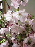 御殿場桜盆栽