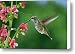 My favorite flowers Canvas Print / Canvas Art - Artist William Lee