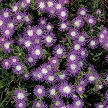 Outsidepride Ice Plant Stardust - 500 Seeds