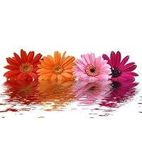 Flowers in the Water - 18'W x 12'H - Peel and Stick Wall Decal by Wallmonkeys