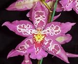 Beallara Pluto's Drummer orchid Near Blooming Size