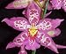Beallara Pluto's Drummer orchid Near Blooming Size