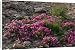 Canvas Prints of Broadleaved Willowherb grows in carpets on the summer tundra from ArcticPhoto