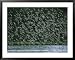 A Flock of Western Sandpipers in Flight over Mudflats at High Tide Framed Art Poster Print by Joel Sartore, 39x31