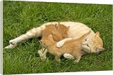 Box Canvas Print of Cat - ginger tabby with kittens suckling from Ardea