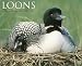 Loons 2010 Calendar