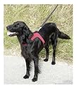 Hundegeschirr SPORT Gr. L