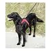 Kerbl Hundegeschirr SPORT Gr. S