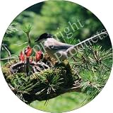 BIRDS in TREE NEST Fridge Magenet