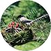 BIRDS in TREE NEST Fridge Magenet