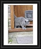 Framed Print of JD-20761 CAT. walking out of back door from Ardea