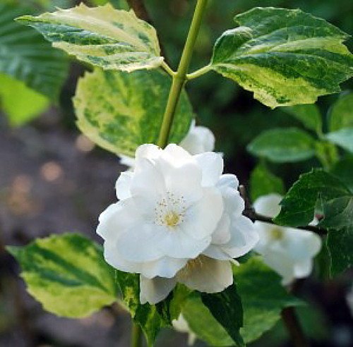 'Innocence' Mockorange -Philadelphus-Variegated Foliage-Most Fragrant Mockorange