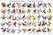USA State Birds and Flowers Poster Print