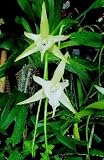 Angraecum Veitchii