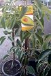 Fuerte Avocado Tree--Will Arrive Between 3 and 4 Feet Tall