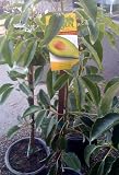 Fuerte Avocado Tree Five Gallon