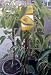 Fuerte Avocado Tree Five Gallon...