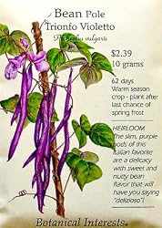 Trionfo Violetto Pole Bean Heirloom Seeds 30 Seeds