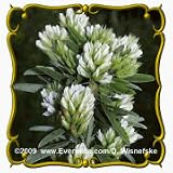 Round-Headed Bush Clover (Lespedeza capitata) Jumbo Wildflower Seed Packet - 500 Seeds