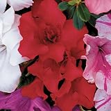 Azalea - Azalea Autumn Monarch
